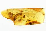 Detailed Fossil Spider and Two Flies in Baltic Amber #310915-2